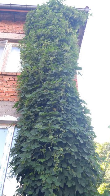 Hops