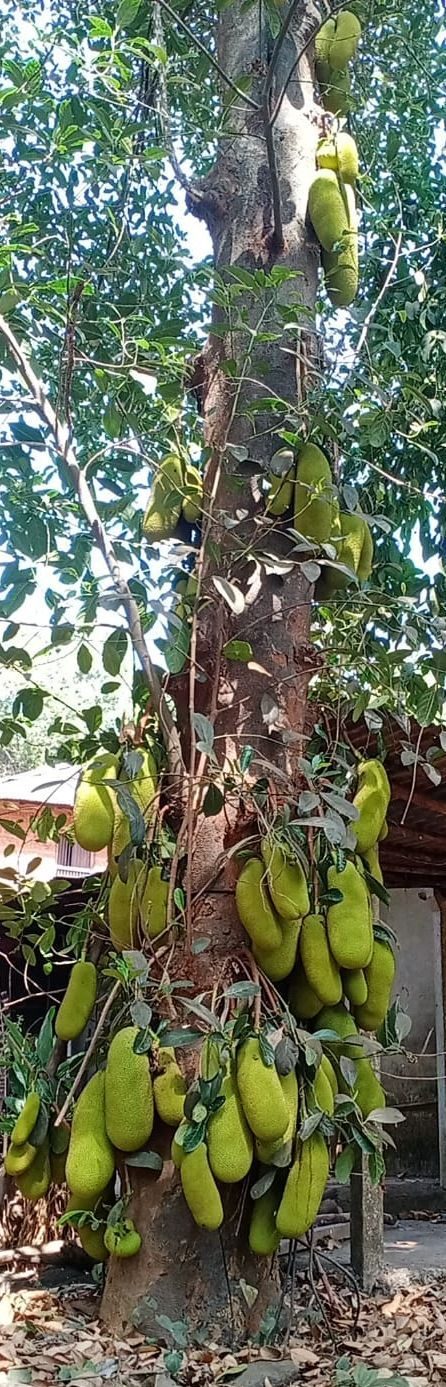 Jackfruit