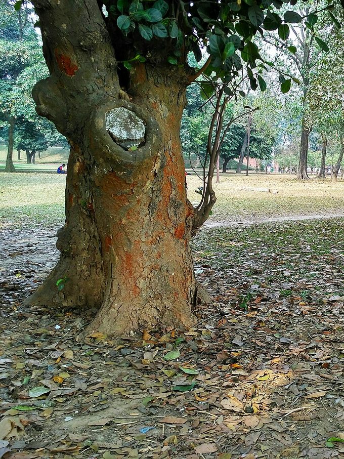 Jackfruit