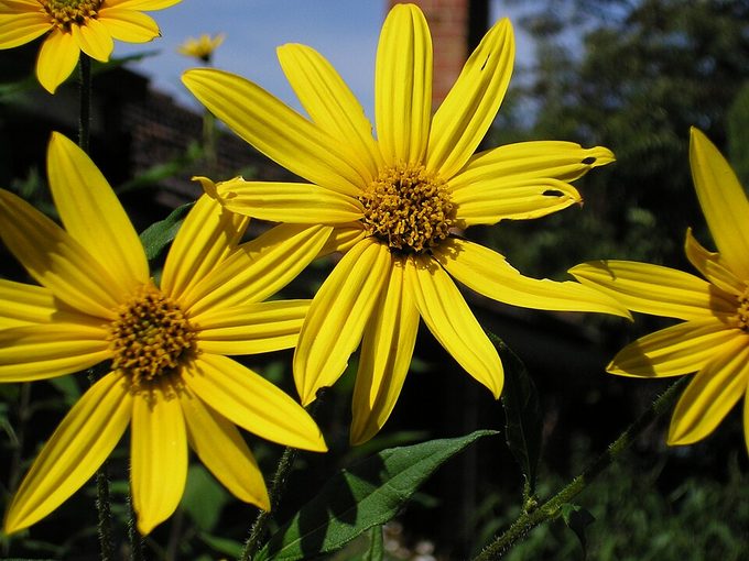 Jerusalem Artichoke