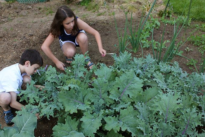 Kale