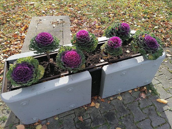 Kale