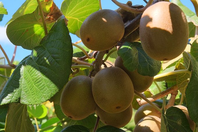 Kiwifruit
