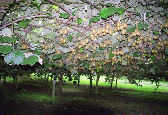 Kiwifruit