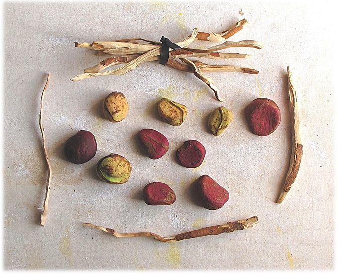Kola Nut