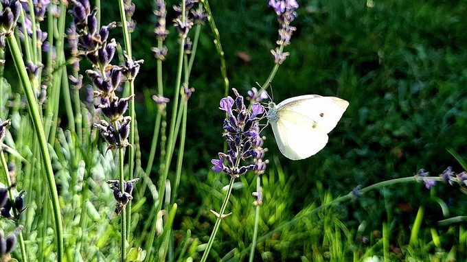 Lavender