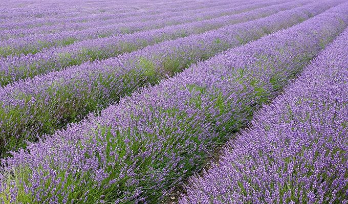 Lavender