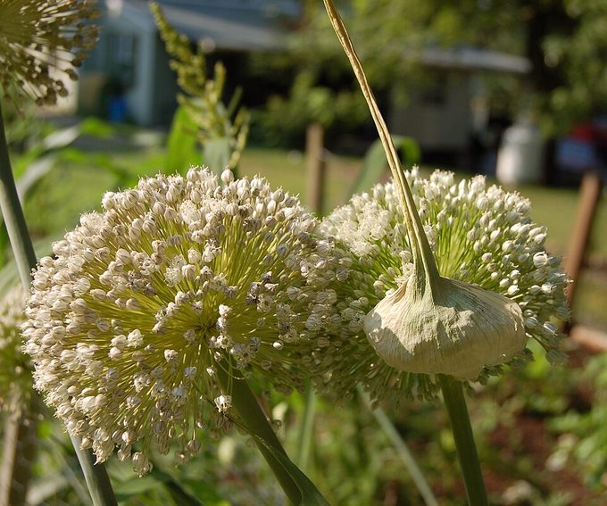 Leek