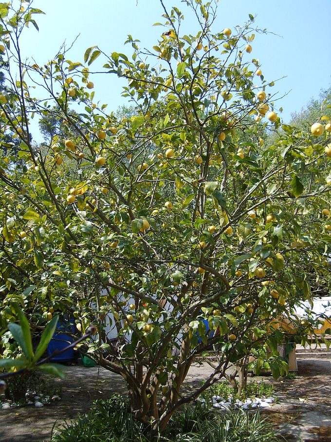 Lemon