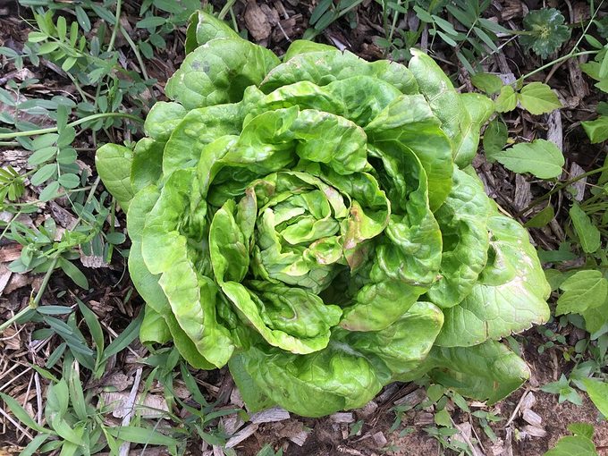Lettuce