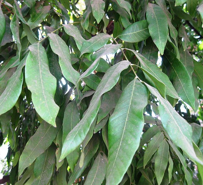 Longan