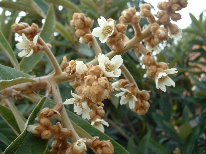 Loquat