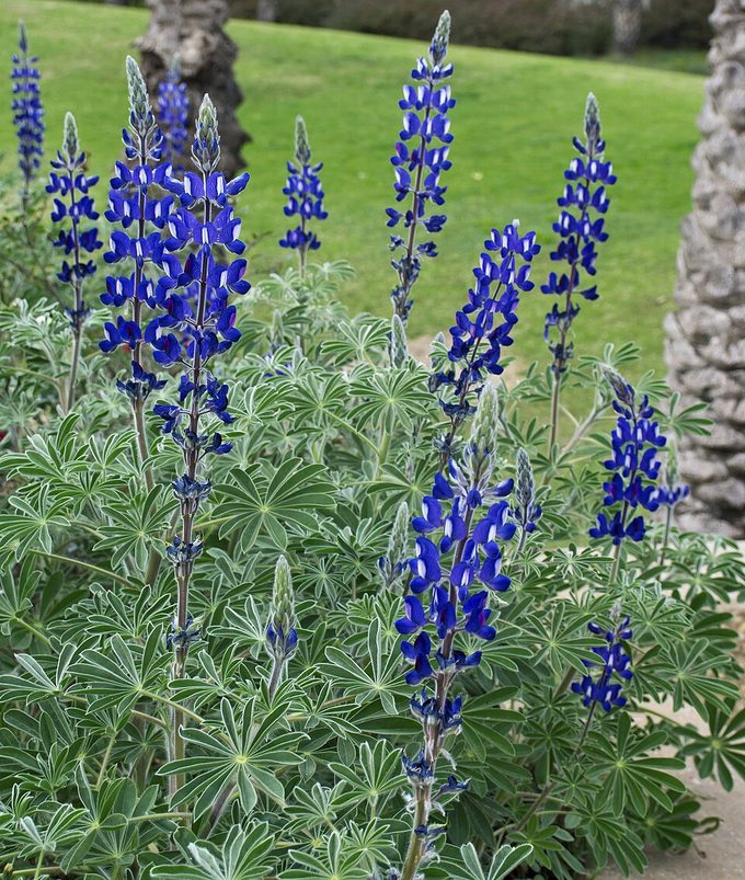 Lupin