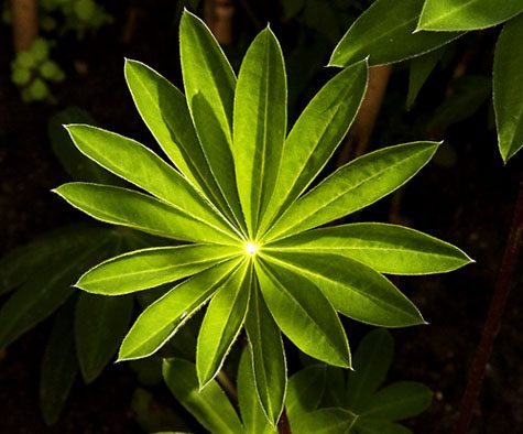 Lupin