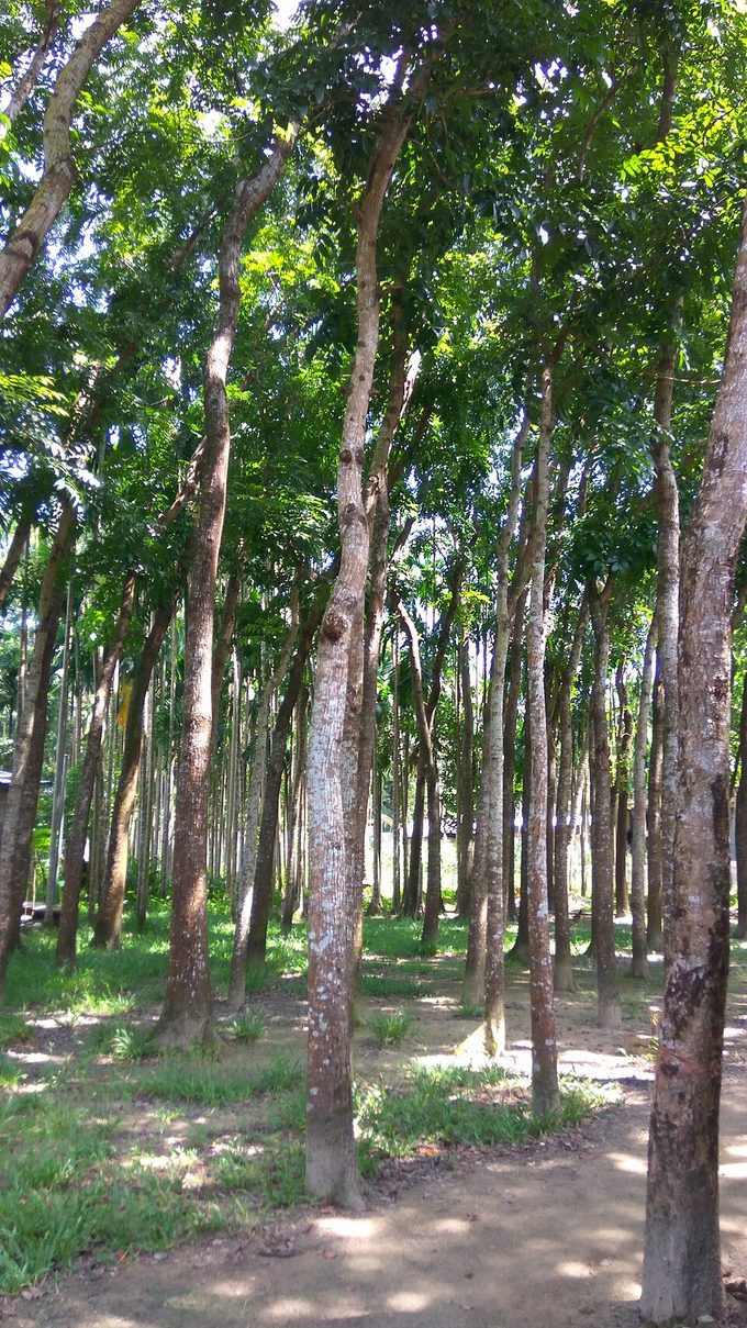Mahogany