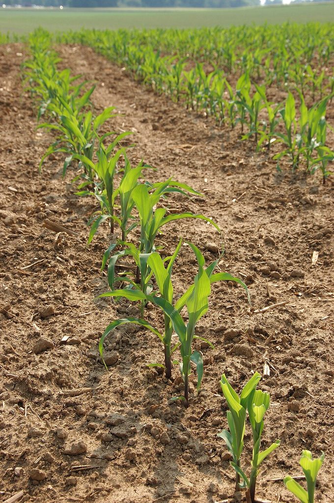 Maize