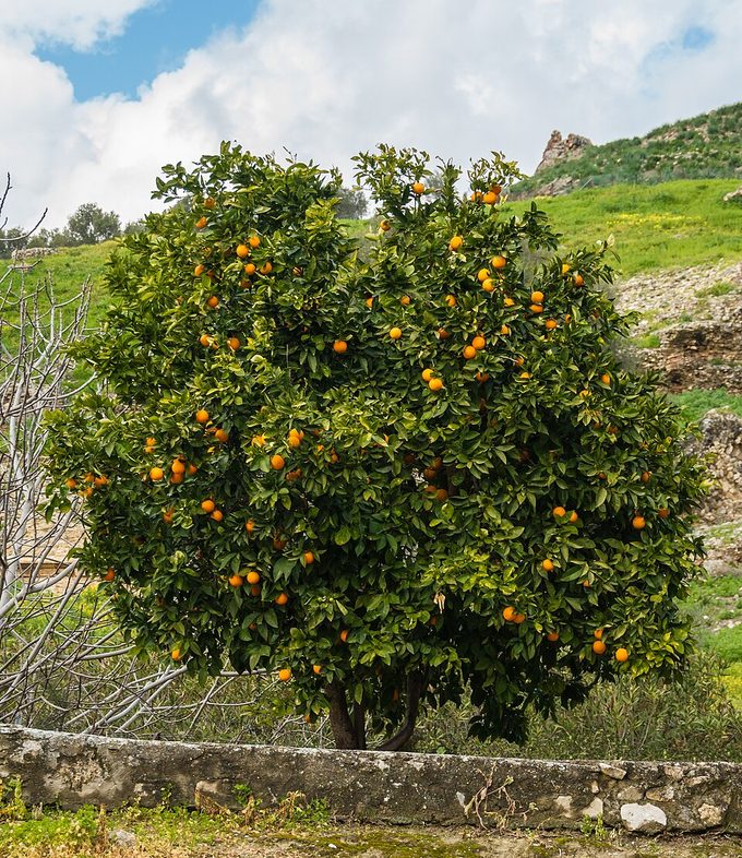 Mandarin