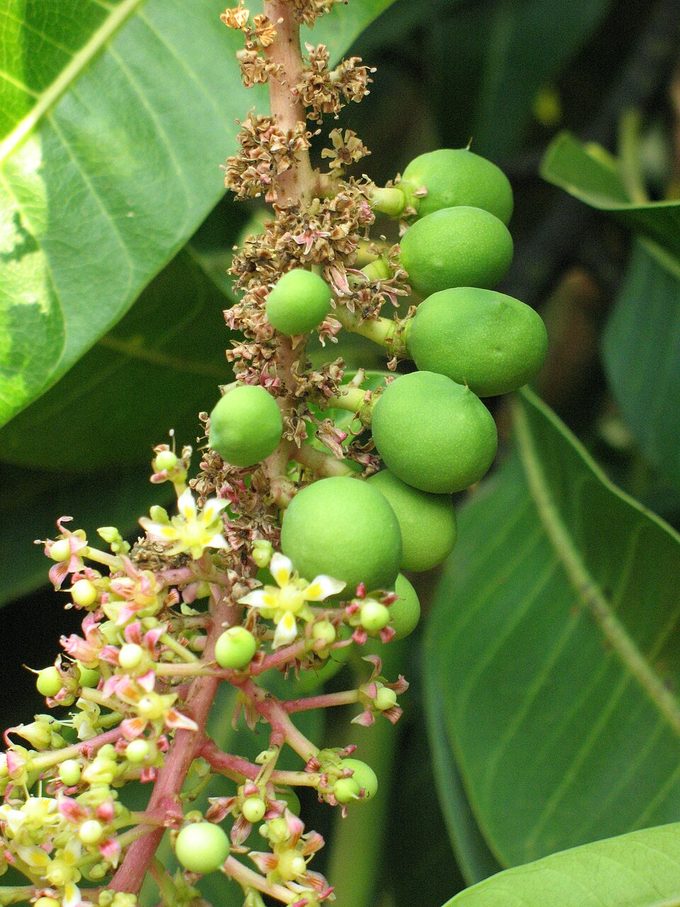 Mango