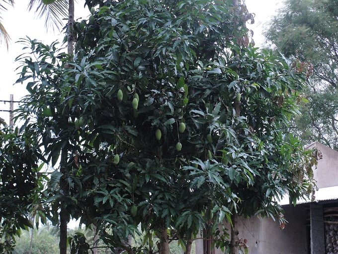 Mango