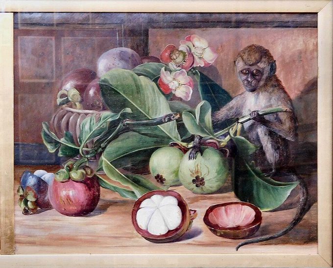 Mangosteen