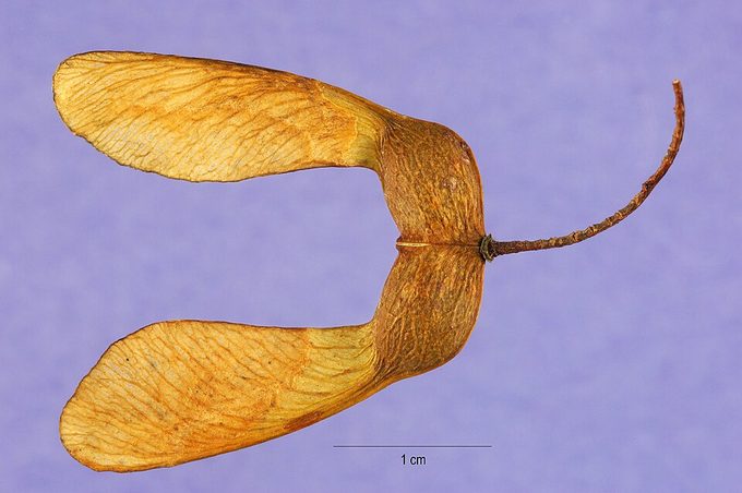 Sugar Maple