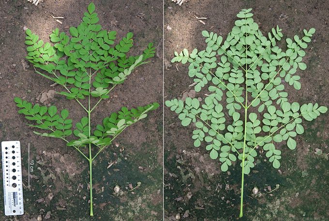 Moringa