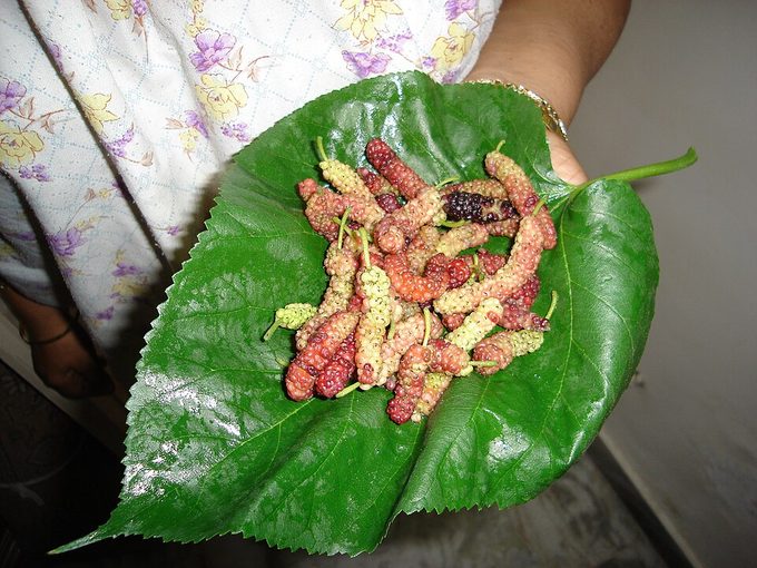 Mulberry