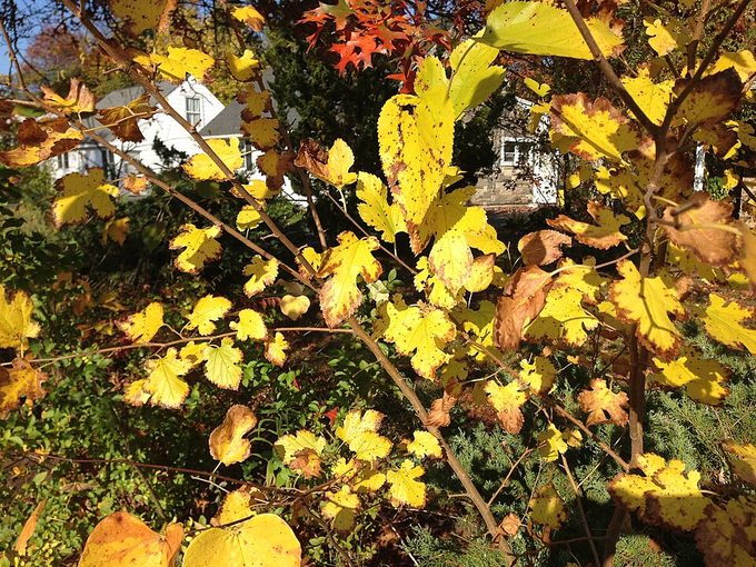 Mulberry