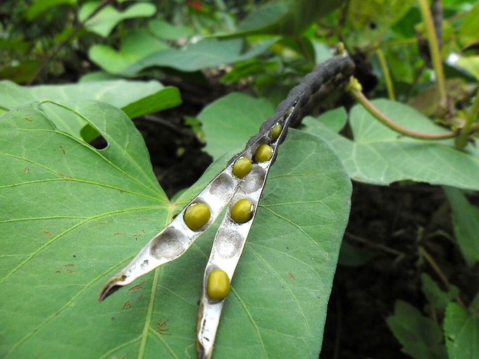 Mung Bean
