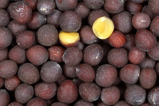 Mustard
