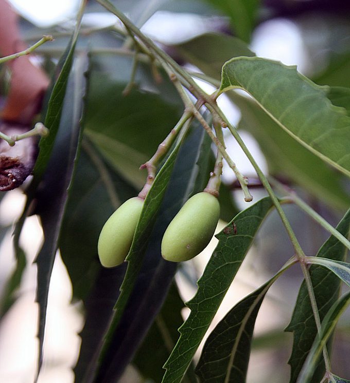 Neem