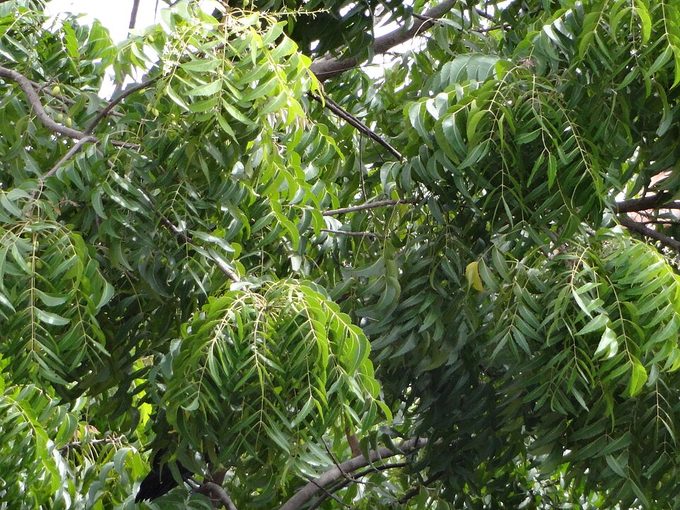 Neem