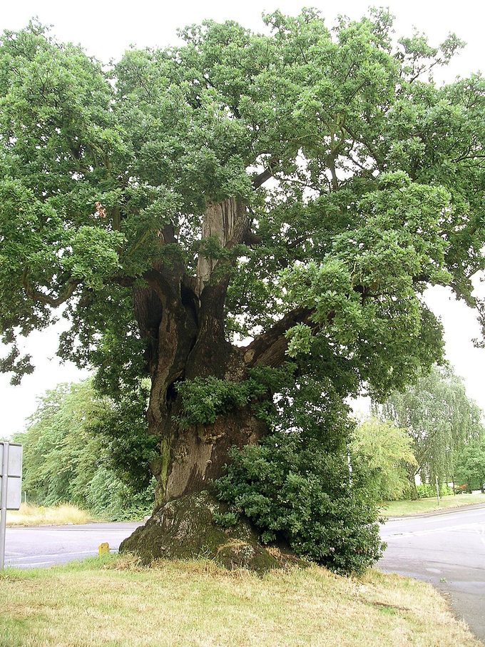 Oak