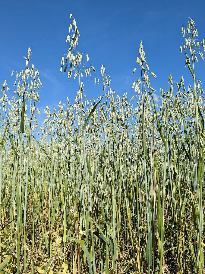 Oats