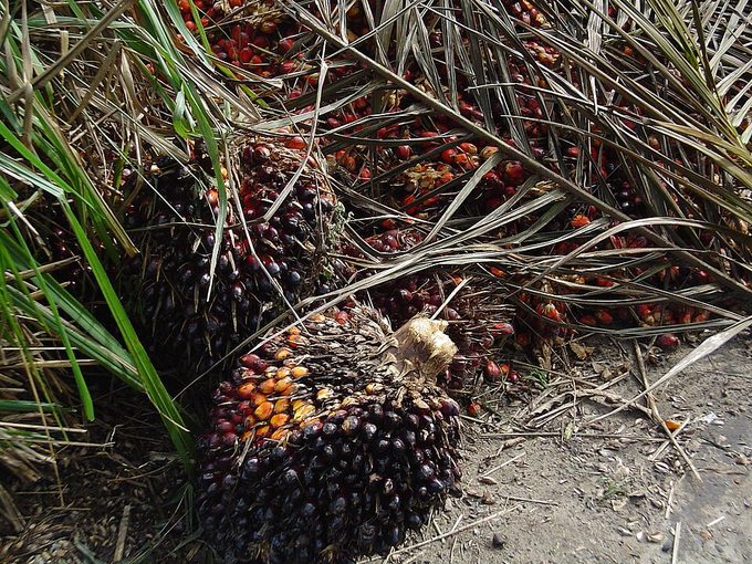 Oil Palm
