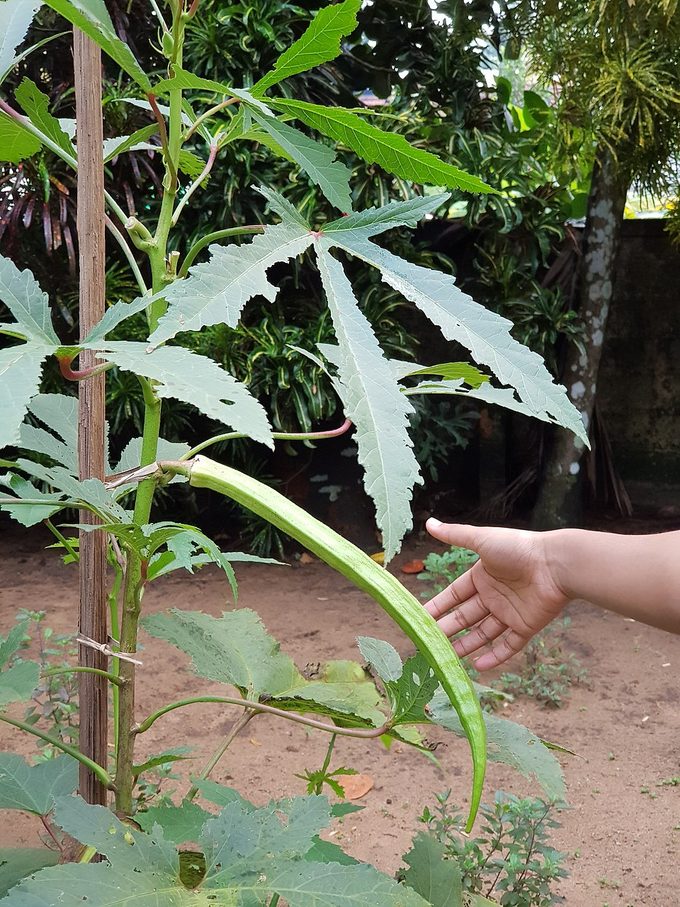 Okra