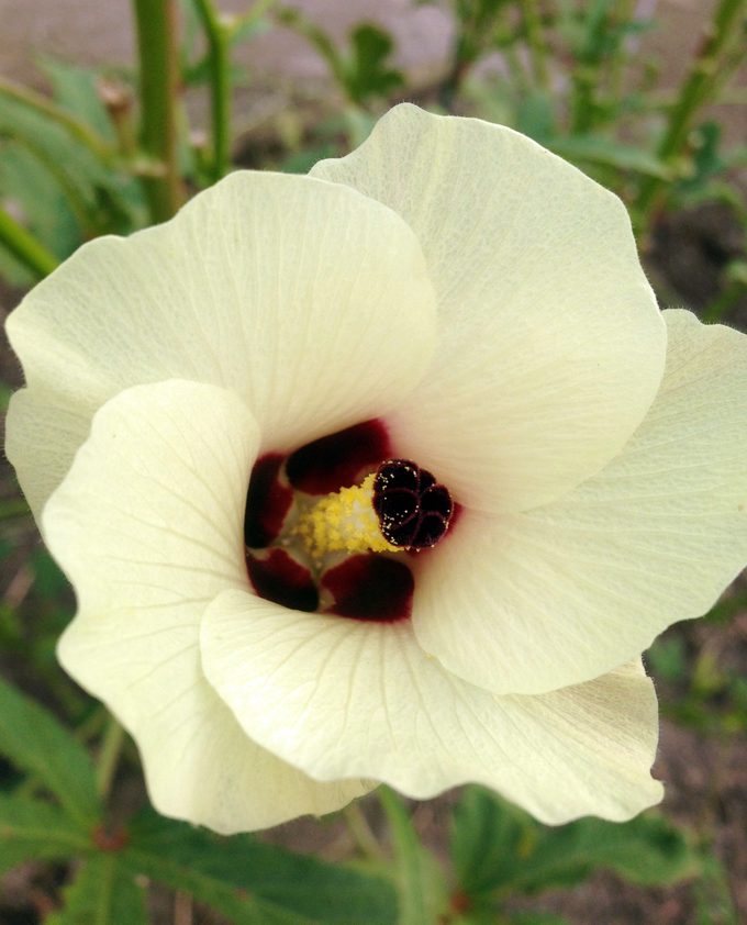 Okra