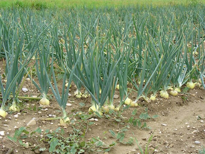 Onion
