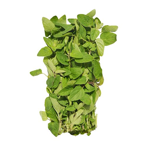 Oregano