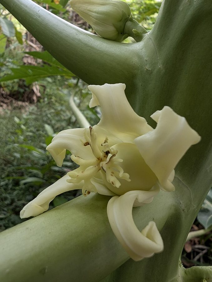 Papaya