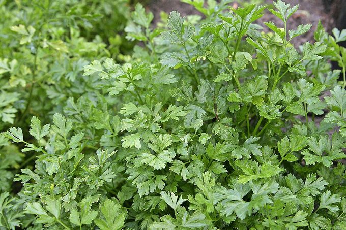 Parsley