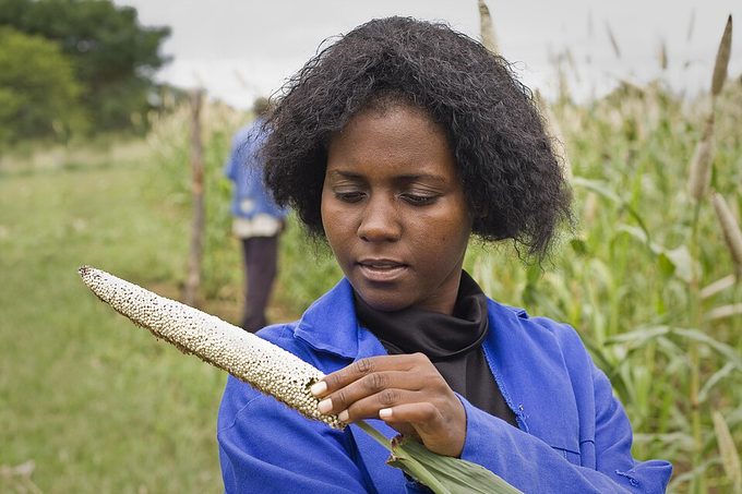 Pearl Millet