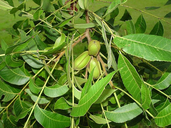 Pecan