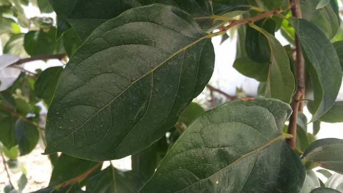 Persimmon