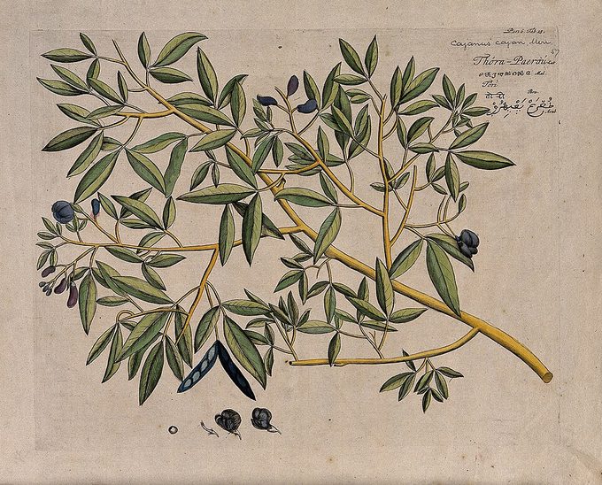 Pigeon Pea