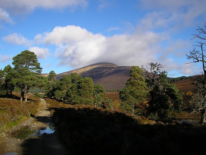 Scots Pine