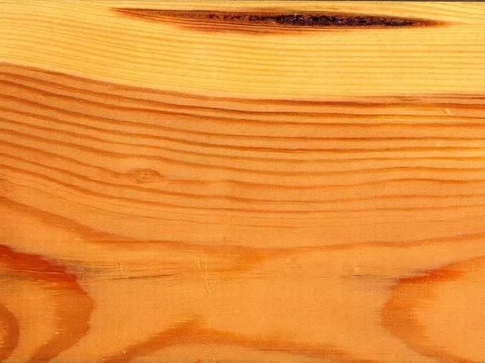 Scots Pine
