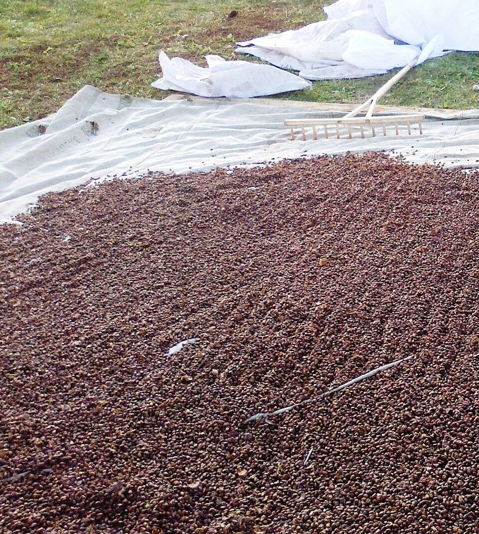 Pine Nut