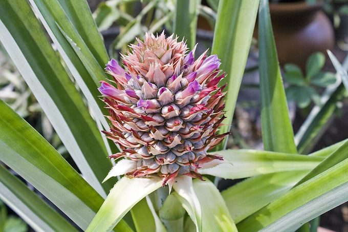 Pineapple