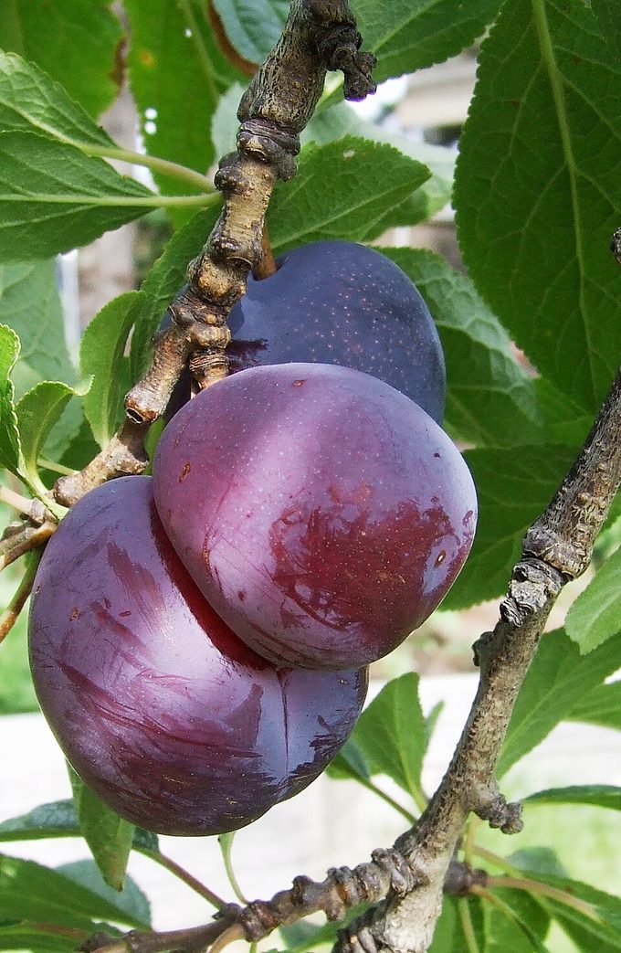 Plum